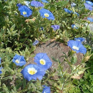 25 BLUE CHILEAN BELLFLOWER Nolana Paradoxa Succulent Ground Cover Flower Seeds