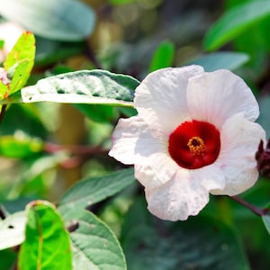 50 graines de fleurs blanches et rouges ROSELLE HIBISCUS Sabdariffa Rosella * expédition à plat