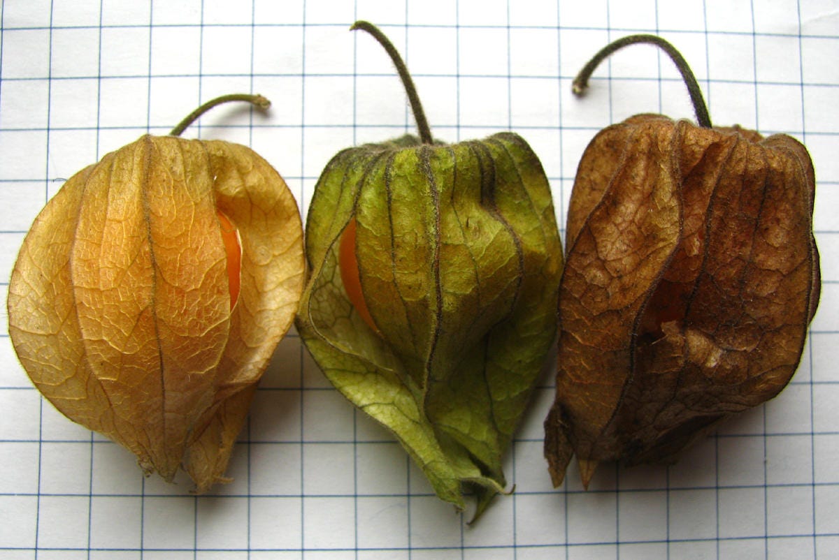 50 Pineapple Tomatillo Yellow Ground Cherry Physalis Ixocarpa Etsy