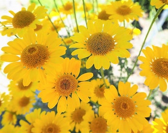 250 GOLDEN MARGUERITE DAISY Dyer's Yellow Chamomile Anthemis Tinctoria Kelwayi Cota Tinctoria  Paris Daisy Herb Flower Seeds