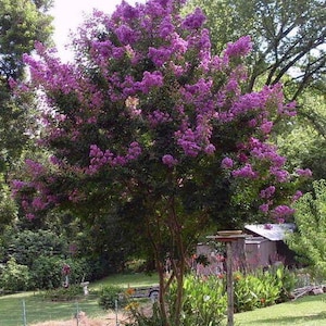 35 PURPLE CREPE MYRTLE Lagerstroemia Indica Flowering Shrub Bush Small Tree Seeds