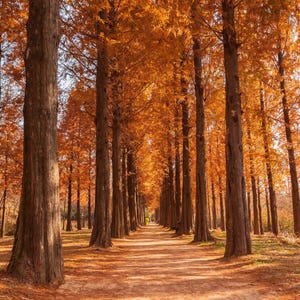 20 DAWN REDWOOD Tree Metasequoia Glyptostroboides Conifer Seeds *Comb S/H