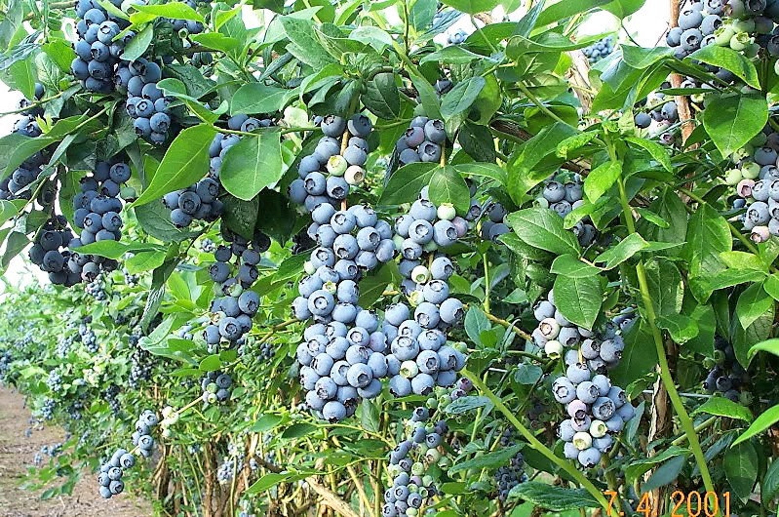 50 Northern HIGHBUSH BLUEBERRY BUSH Vaccinium Fruit Shrub Blue - Etsy UK