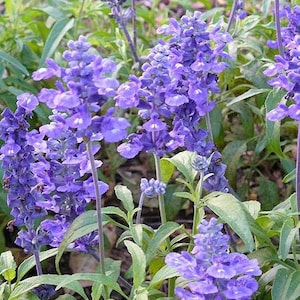 500 BLUE BEDDER SAGE Salvia Farinacea Flower Seeds