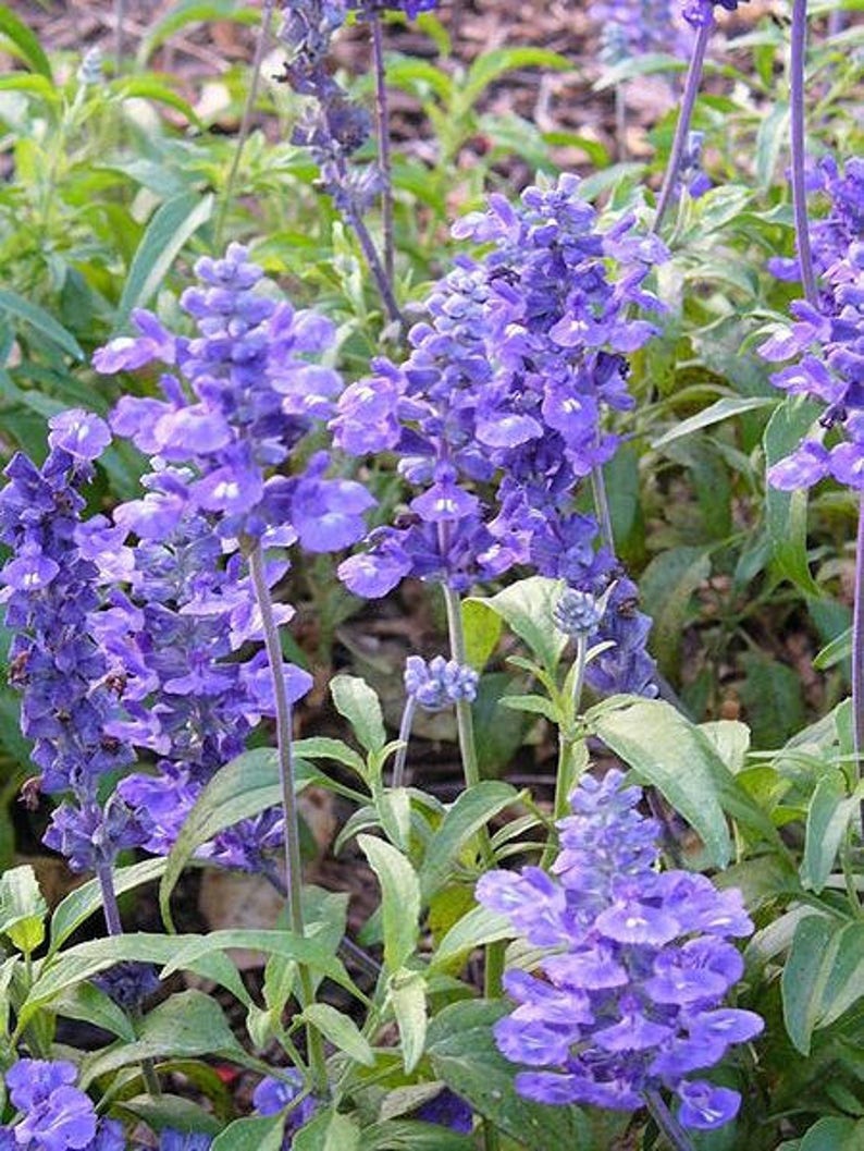 500 BLUE BEDDER SAGE Salvia Farinacea Flower Seeds image 1