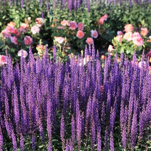200 MUNSTEAD LAVENDER ブルーイングリッシュラバンデュラアンギスティフォリア ムンステッド 香りのよい紫色の花のハーブ種子
