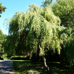 50 SILVER WEEPING BIRCH Tree White European Betula Pendula Alba Seeds Comb S/H image 3