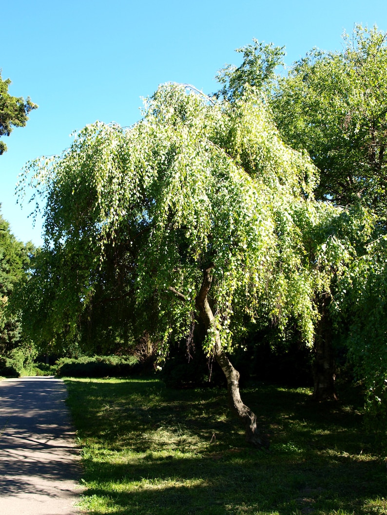 50 SILVER WEEPING BIRCH Tree White European Betula Pendula Etsy