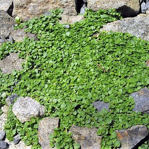20 CORSICAN MINT Mentha Requienii Herb Fragrant Ground Cover Flower Seeds Combined Shipping image 2