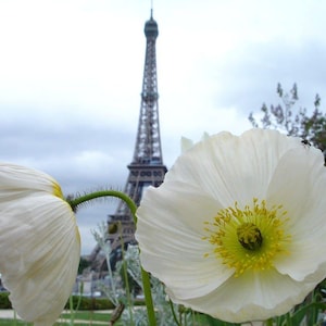 250 PERSIAN WHITE POPPY Papaver Somniferum Flower Seeds