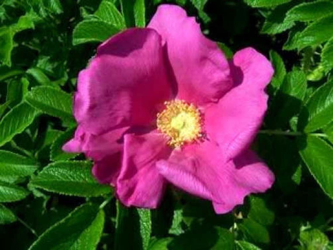 15 PRAIRIE ROSE Bright Pink Arkansas Rosa Arkansana Flower | Etsy