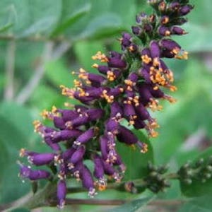 50 FRAGRANT FALSE INDIGO (Dwarf Wild Indigo) Amorpha Nana Flower Seeds