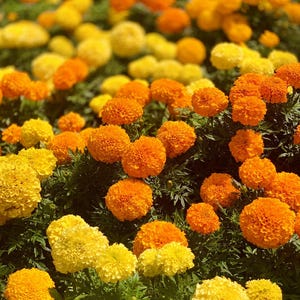 250 AFRICAN MARIGOLD CRACKERJACK Mixed Color Tagetes Erecta Flower Seeds *Flat Shipping