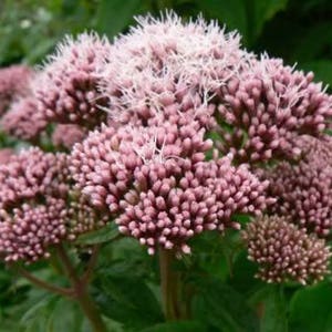 50 Pink JOE PYE WEED Eupatorium Maculatum Flower Seeds image 3