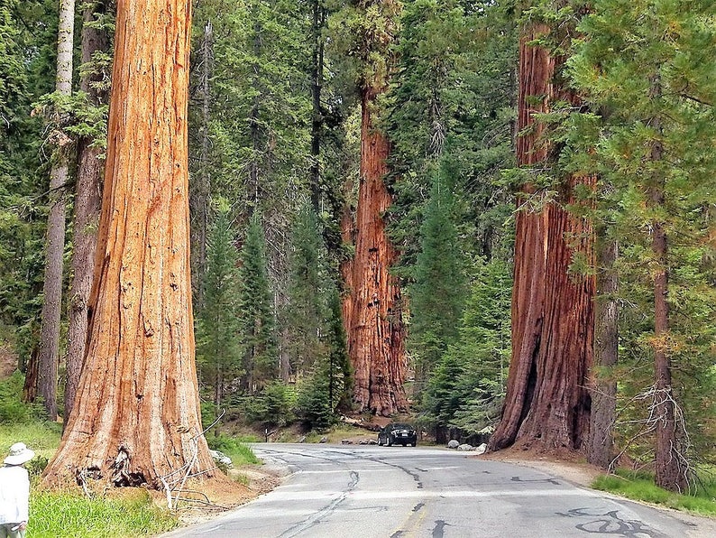 40 GIANT SEQUOIA Sequoiadendron Giganteum Sierra Redwood Tree Seeds Flat Ship image 6