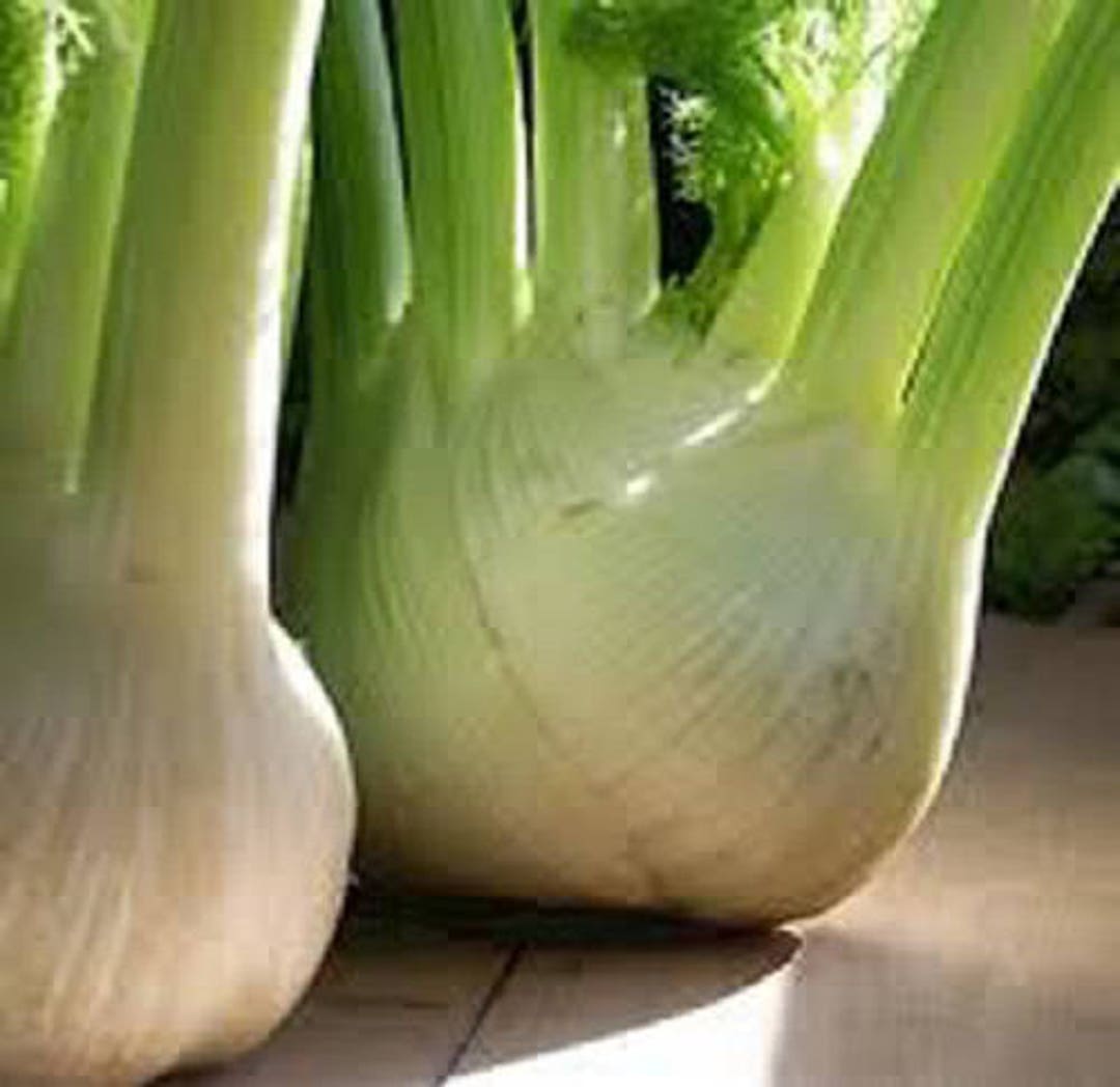 300 SWEET FLORENCE FENNEL Foeniculum Vulgare Azoricum Herb Etsy