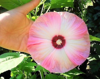 10 Luna PINK SWIRL Hardy HIBISCUS Flower Seeds