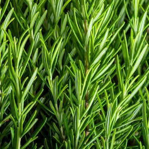 100 graines de fleurs de romarin Rosmarinus officinalis