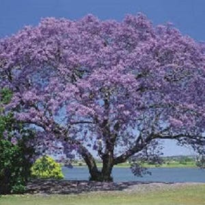 25 BLUE JACARANDA TREE Fern Tree / Brazilian Rose Wood / Green Ebony Jacaranda Mimosifolia Seeds image 2