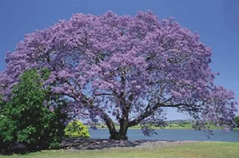 25 BLUE JACARANDA TREE Fern Tree / Brazilian Rose Wood / Green Ebony Jacaranda Mimosifolia Seeds image 2