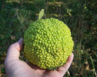 10 HEDGE APPLE Osage Orange Horse Apple Monkey Ball Maclura Pomifera Tree Seeds