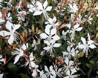 100 White GAURA WHIRLING BUTTERFLIES Gaura Lindheimeri Flower Seeds