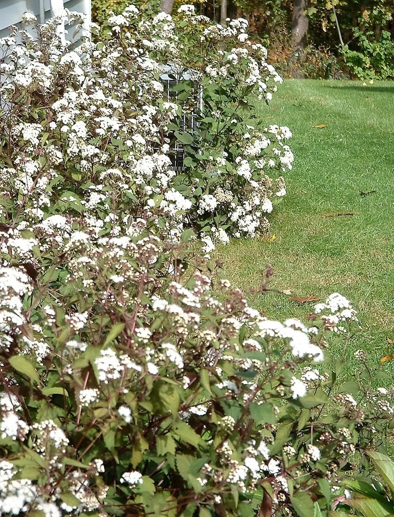 50 CHOCOLATE Joe PYE WEED Eupatorium Rugosum Flower Seeds Etsy