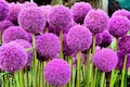 25 GIANT ALLIUM Allium Giganteum Purple Globe Flower Seeds *Comb S/H