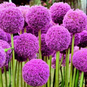 25 JÄTTE ALLIUM Allium Giganteum Purple Globe Blomfrön *Kam S/H