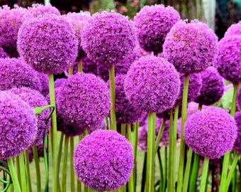 25 JÄTTE ALLIUM Allium Giganteum Purple Globe Blomfrön *Kam S/H