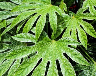 10 JAPANESE FATSI Shrub Flower Paperplant Fatsia Aralia Japonica Seeds
