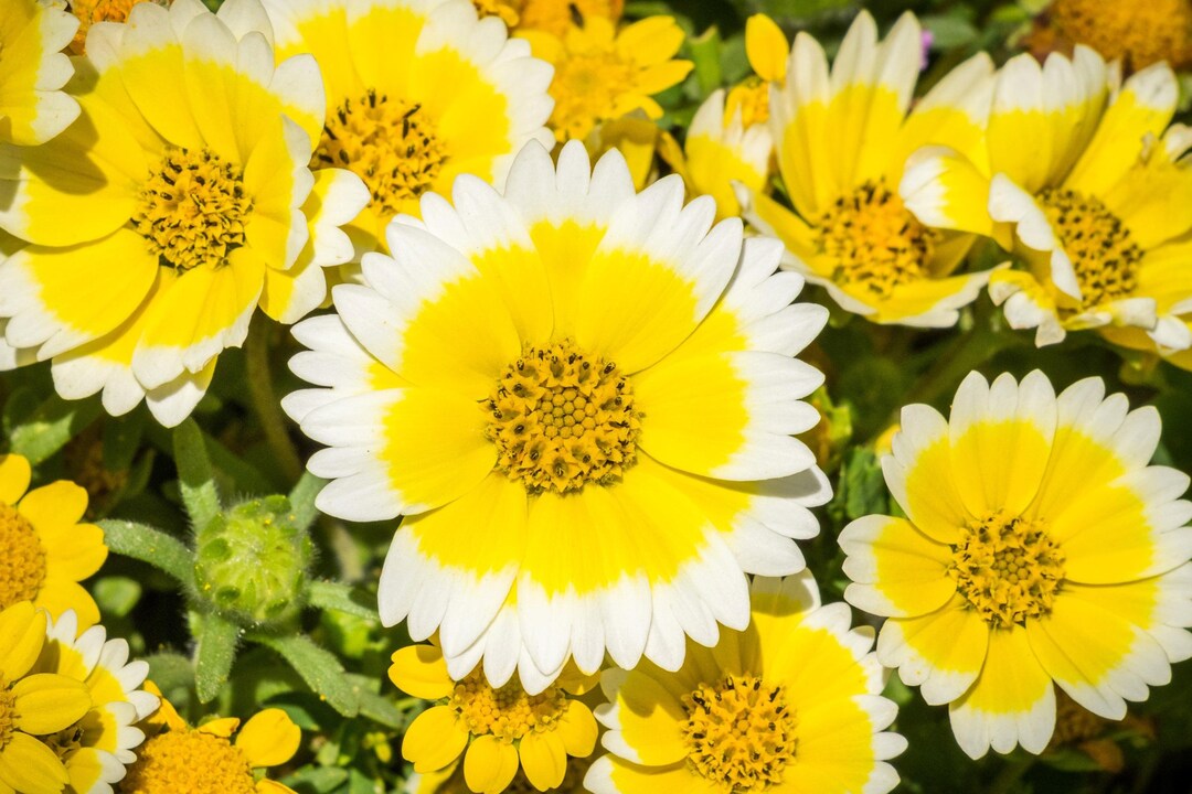 Tidy Tips 500 TIDY TIPS Layia Platyglossa Yellow & White Flower Seeds - Etsy