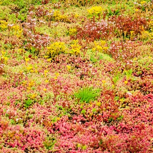150 MIXED SEDUM Stonecrop Succulent Groundcover Red White Yellow Pink Purple Color Mix Flower Seeds imagem 3