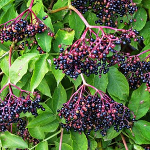 以下が含まれることがあります： 濃い紫色の実と緑の葉の房があるエルダーベリーの植物のクローズアップ。実は小さくて丸く、葉は鮮やかな緑色です。茎は赤紫です。