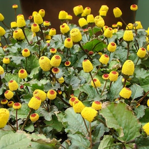 100 TOOTHACHE / EYEBALL PLANT Spilanthes Oleracea Red & Yellow Flower Herb Seeds *Comb S/h