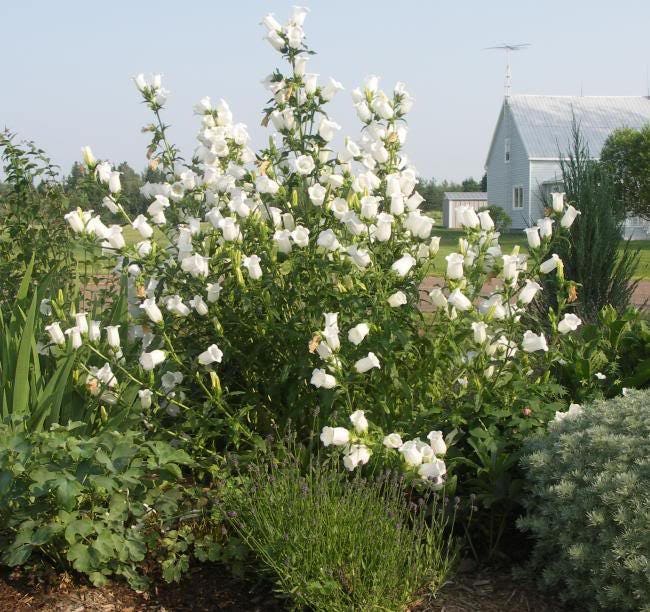 200 White CANTERBURY BELLS - CAMPANULA Medium Flower Seeds ...