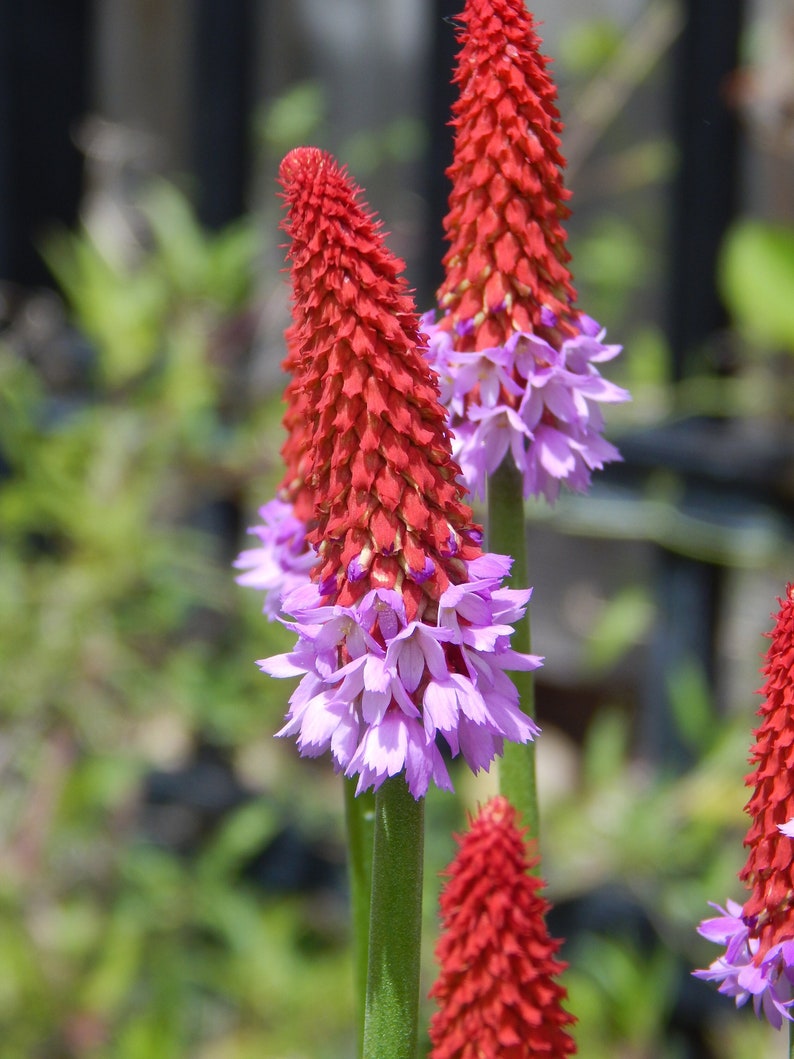 20 ORCHID PRIMROSE Primula Vialii Red Hot Poker Red Pink Purple Shade Wet Flower Seeds image 2