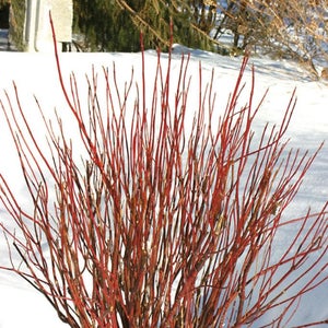 20 RED TWIG DOGWOOD American Red Osier Shrub White Flower Cornus Sericea Seeds image 1