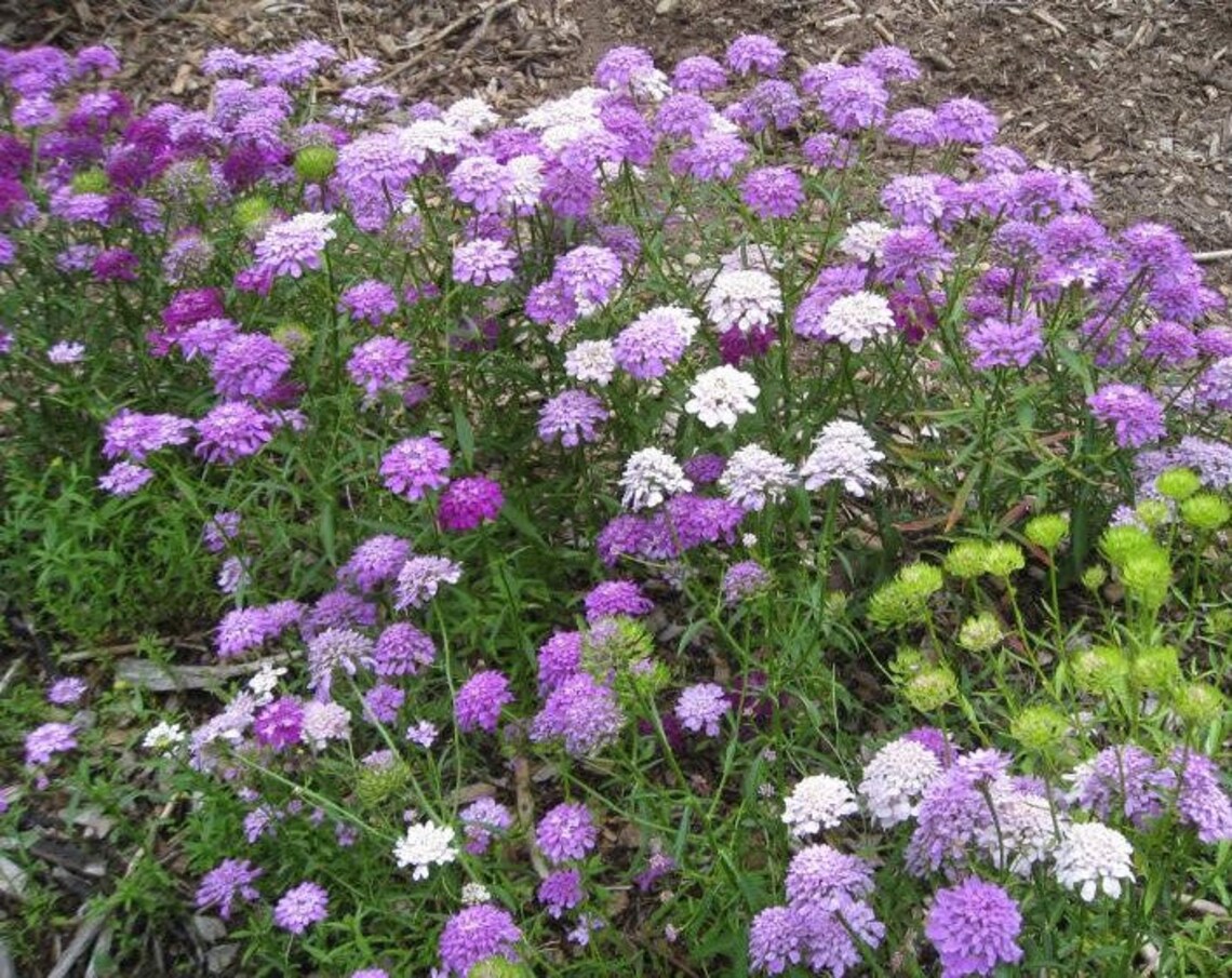 CANDYTUFT Dwarf Fairy Mix Seeds. White, pink, purple, red, & mauve flo - The Cli