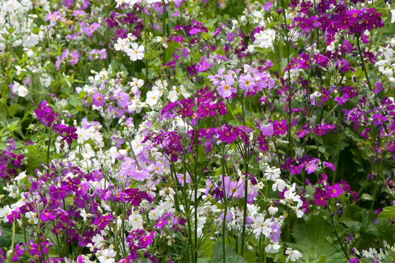 Seedville Fairy Primrose - Thumbnail 5