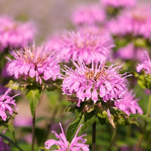 20 Dwarf PINK BEE BALM Monarda Bradburiana Eastern Beebalm Herb Flower Seeds