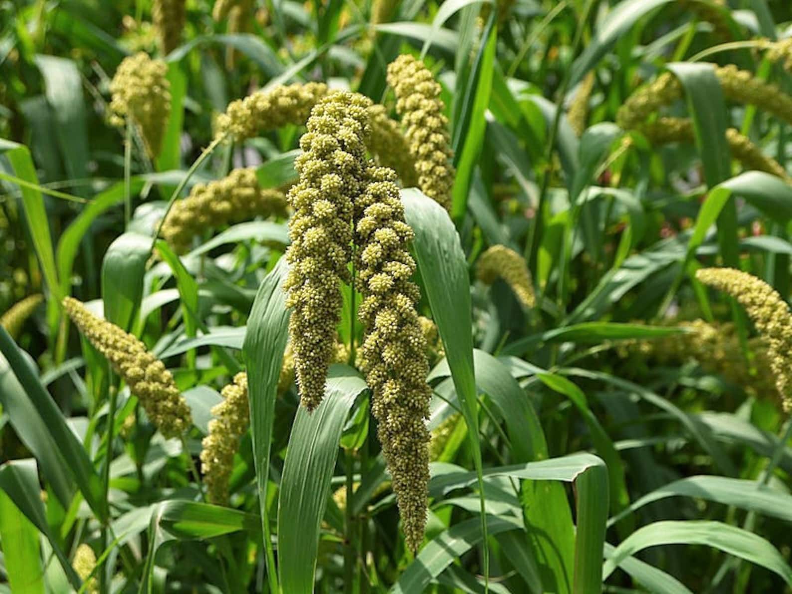 50 LIMELIGHT SPRAY MILLET Light Lime Green Flower Setaria Etsy