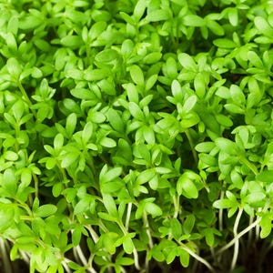 1000 Fine Curled PEPPERGRASS / PEPPERCRESS / WATERCRESS Lepidium Sativum Greens Sprouts Vegetable Sprouting Seeds