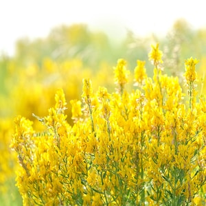 3000 GELBE SÜSSKLEE Melilotus Officinalis Blumensamen