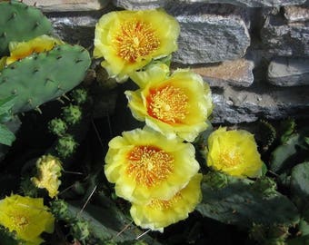 10 Yellow PRICKLY PEAR CACTUS Opuntia Ficus-Indica Flower Seeds