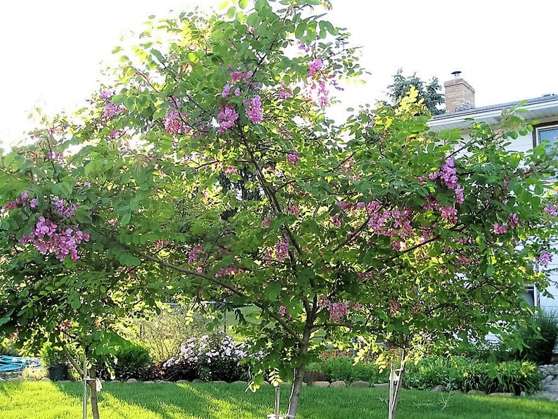 15 ROSE LOCUST / Pink ACACIA Flower Robinia Hispida Fertilis Etsy