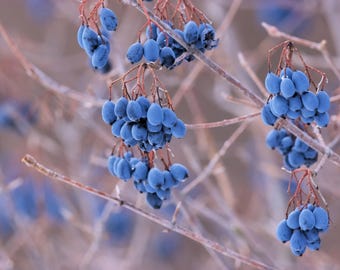 20 NANNYBERRY SWEET VIBURNUM Lentago Shrub Tree Blue Black Berry Fruit White Flower Seeds