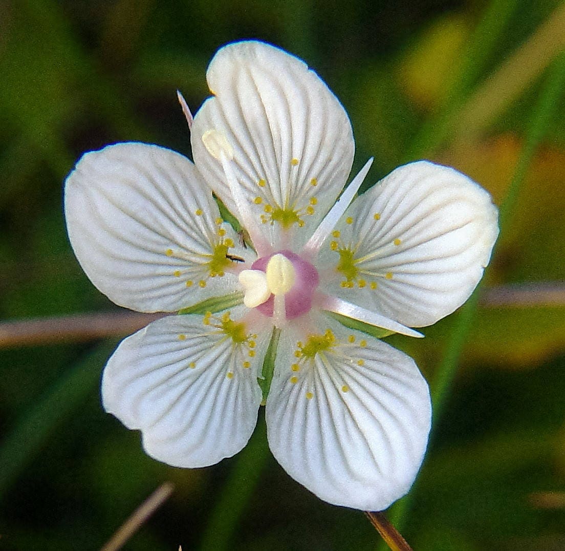 50 GRASS Of PARNASSUS FLOWER Parnassia Glauca American Fen Grass