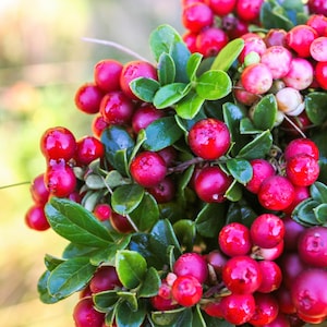 50 LINGONBERRY Mountain Cranberry Vaccinium Vitis-Idea Red Berry Edible Fruit Dwarf Evergreen Shrub Seeds