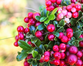 50 LINGONBERRY Mountain Cranberry Vaccinium Vitis-Idea Red Berry Edible Fruit Dwarf Evergreen Shrub Seeds